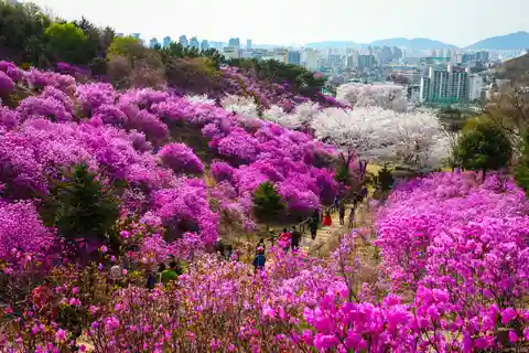 Wonmisan Azalia Festival e Suwon Hwaseong