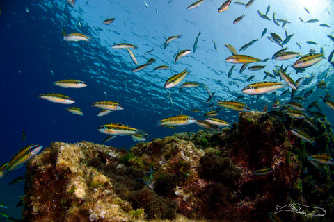 Puerto del Carmen, Lanzarote: Snorkeling Tour