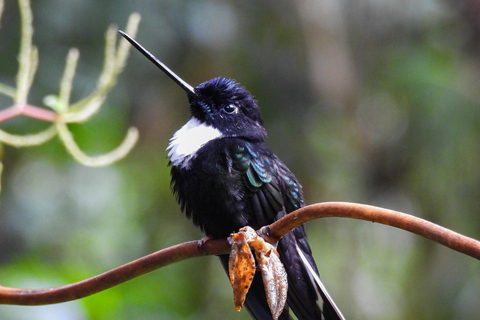 Private Hummingbird and Toucan Sanctuaries Tour in Mindo