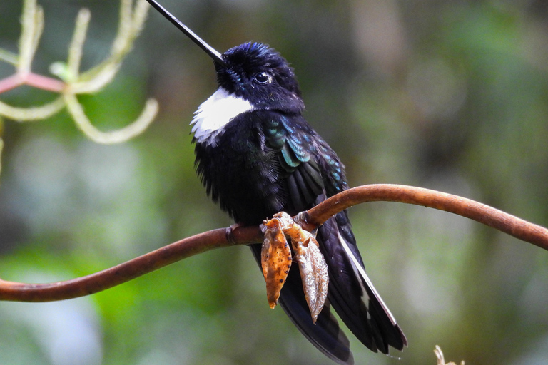Private Hummingbird and Toucan Sanctuaries Tour in Mindo