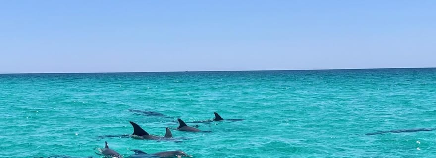 Destin : croisière privée matinale pour observer les dauphins