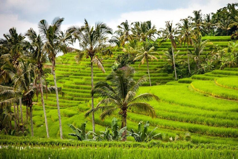 Jatiluwih : Trekking, cyclisme et cours de cuisine à JatiluwihLe cours de cuisine à Jatiluwih comprend