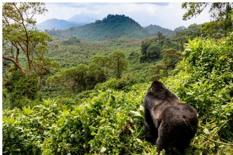 Excursión de 3 días para ver gorilas y chimpancés en Ruanda