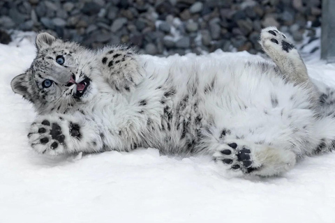 Sapporo:Asahiyama Zoo,Shirahige Waterfall&Blue Pond Day Trip 8:00 am meet at Odori Park subway station exit 31