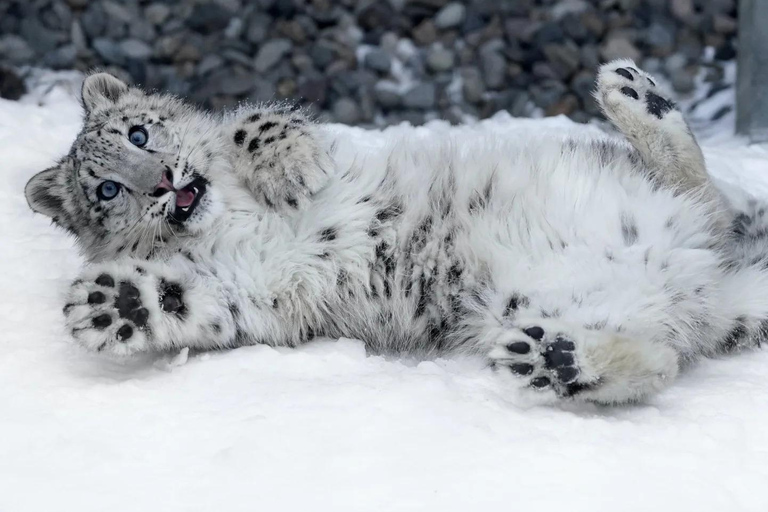 Sapporo:Asahiyama Zoo,Shirahige Waterfall&Blue Pond Day Trip 8:00 am meet at Odori Park subway station exit 31