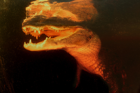 From Miami: Everglades Night Tour with Airboat Ride