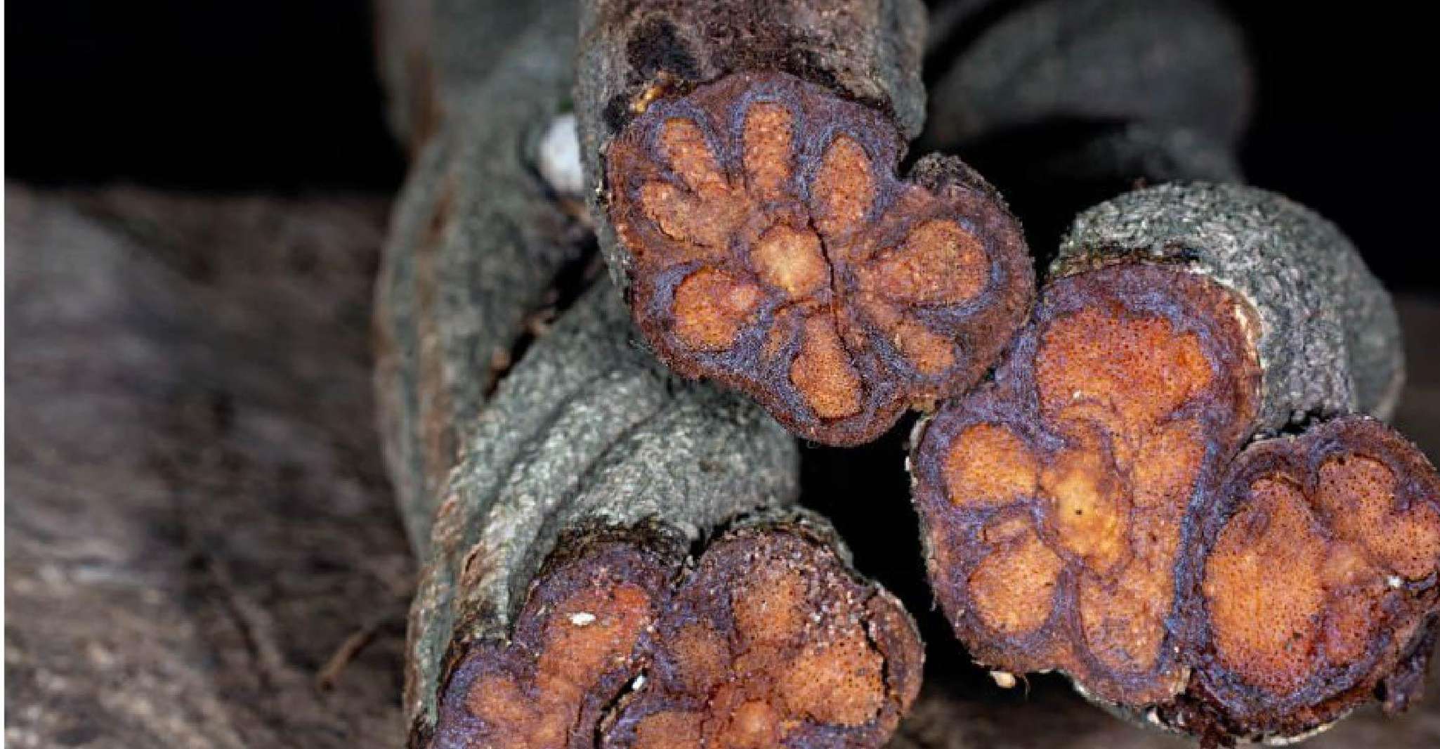 Iquitos, Tratamento de cura com Ayahuasca  1 cerimônia - Hizvo
