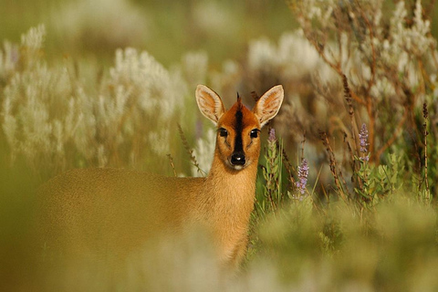 Bale Mountains: Trekking &amp; Wildlife Safari 4-Tage-TourBale-Gebirge: Trekking &amp; Wildtiersafari 4-tägige Tour