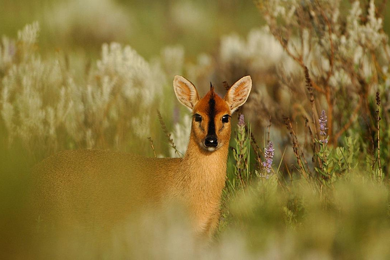Bale Mountains: Trekking &amp; Wildlife Safari 4-Tage-TourBale-Gebirge: Trekking &amp; Wildtiersafari 4-tägige Tour