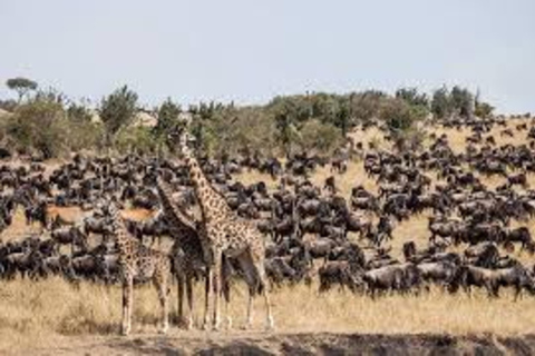 From Nairobi: 9-Day Kenya Classic Lodge Safari