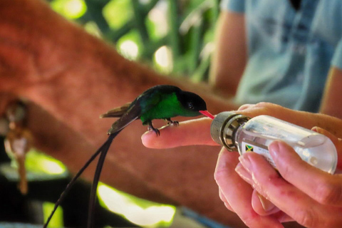 Tour privado del Santuario de Aves de RocklandDesde Montego Bay