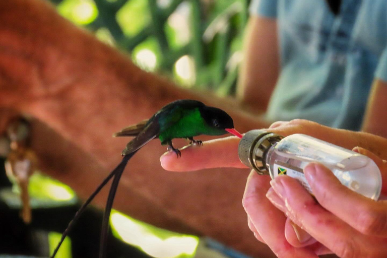 Rockland Bird Sanctuary Private Tour From Montego Bay