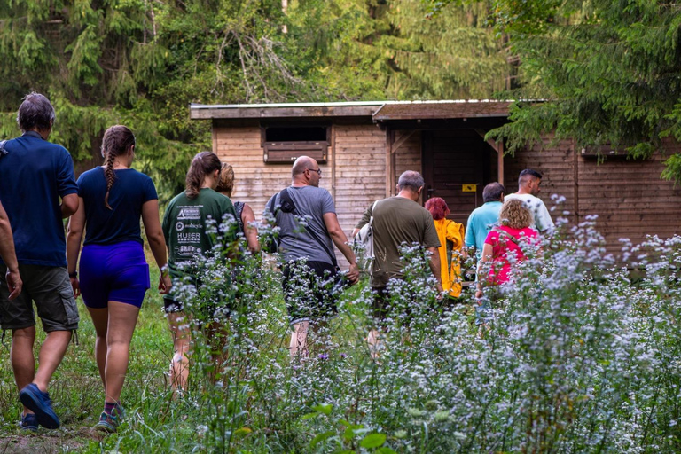 Brașov: 4-Hour Bear Watching Tour in Carpathian Mountains
