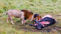 3 jours Masai Mara rejoindre Safari de Nairobi - Hizvo