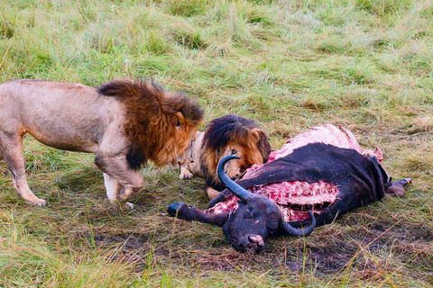 3-Days Masai Mara Joining Safari From Nairobi 3-Days 2 Nights Masai Mara Safari From Nairobi