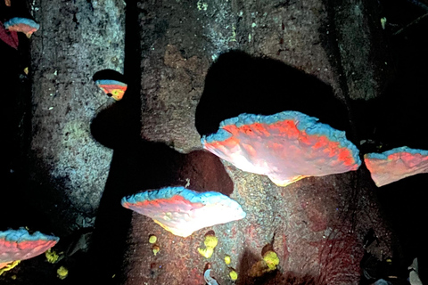 Manuel Antonio : Visite nocturne avec un guide naturaliste.