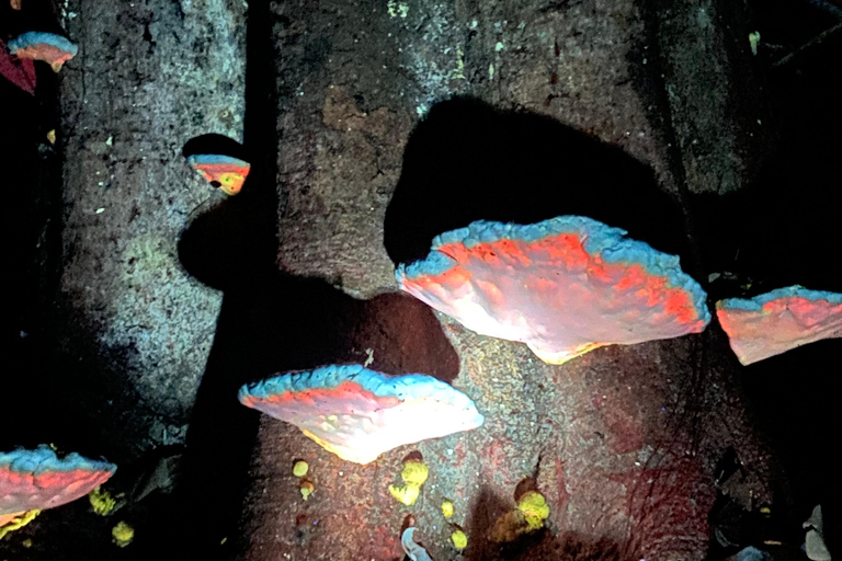 Manuel Antonio : Visite nocturne avec un guide naturaliste.