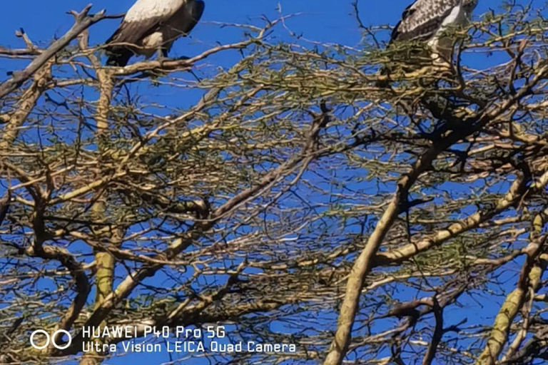 Nairobi National Park Evening and Sundowner Game Drive