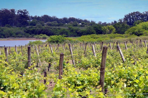 Cerros de San Juan: tour privato del vino con trasporto e pranzoTour della cantina Cerros de San Juan con trasporto e pranzo