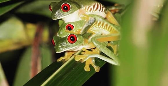 Manuel Antonio: Jungle Night Walking Tour