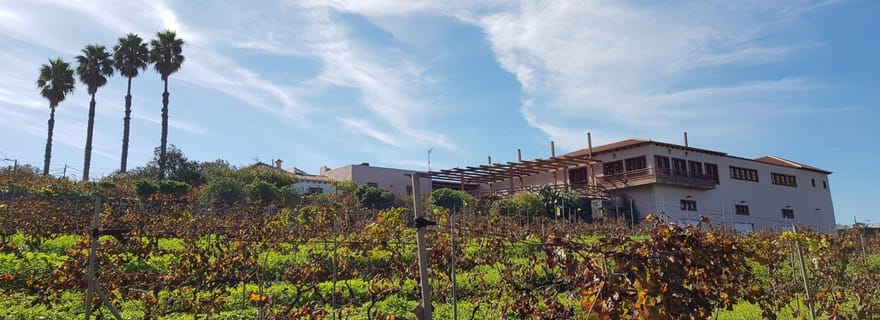 Vallée de Tegueste : Excursion œnologique avec dégustation à la cave El Lomo