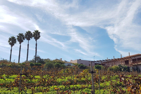 Vallei van Tegueste: Wijntour met proeverij bij El Lomo WineryTour en proeverij met 2 Spaanse wijnen