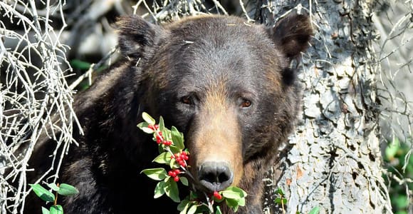 Banff: Guided Nature Walk with Bear Country Safety Tips