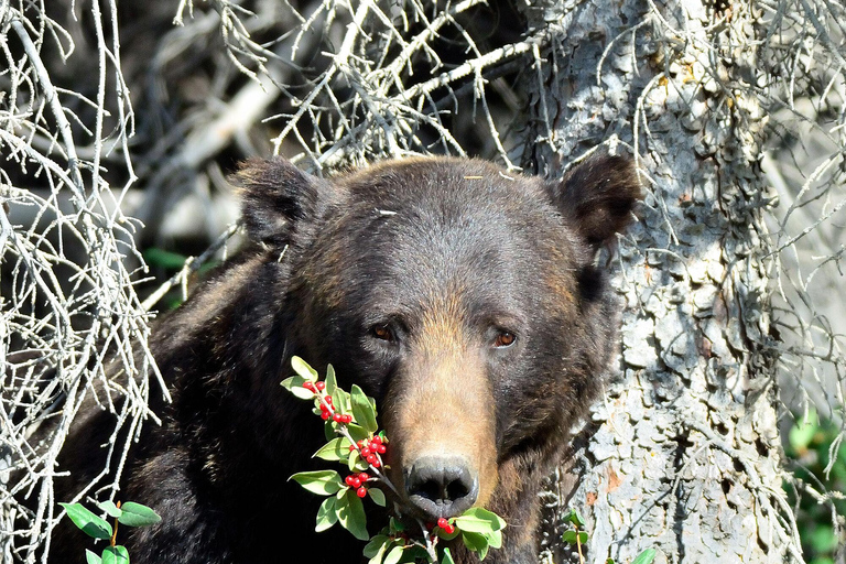 Banff: Guided Nature Walk with Bear Country Safety Tips