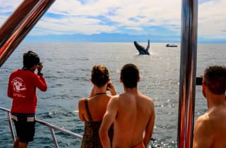 Puerto Vallarta: Mega Yacht Whale Watching Sunset Cruise