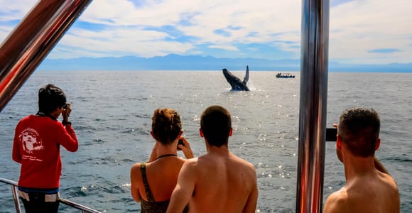 Puerto Vallarta: Mega Yacht Whale Watching Sunset Cruise