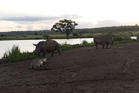 Parque Nacional de Nairobi: medio día en safari para ver leones y rinocerontesParque Nacional de Nairobi: tour privado de medio día