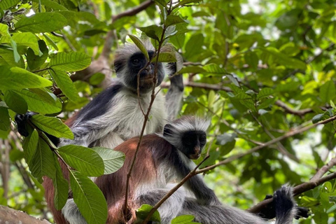 Zanzibar: Blå lagunen, sjöstjärnor och Jozani-skogenTransfer till hotell var som helst på Zanzibar