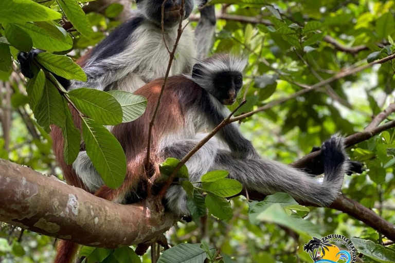 Zanzibar: Blå lagunen, sjöstjärnor och Jozani-skogenTransfer till hotell var som helst på Zanzibar