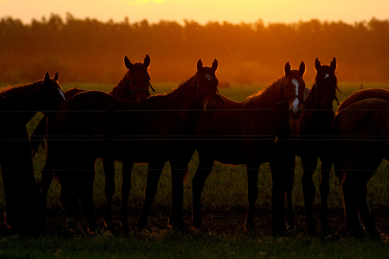 Horses, Asado &amp; Nature. A day at a thoroughbred farm