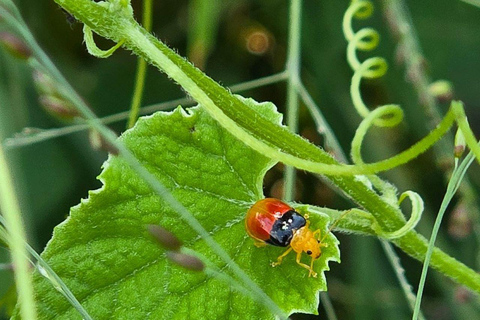Fairview Coffee Farm Day Tour From Nairobi