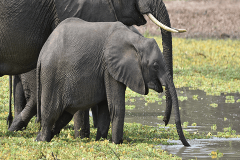 Tanzania: 4-Day Safari to Tarangire, Serengeti and More