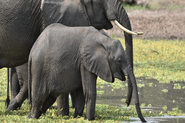 Tanzania: 4-Day Safari to Tarangire, Serengeti and More