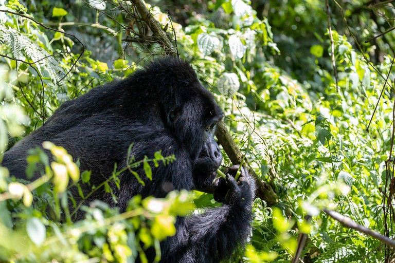 Entebbe, Uganda: 6-Day Gorilla Tracking and Wildlife Safari