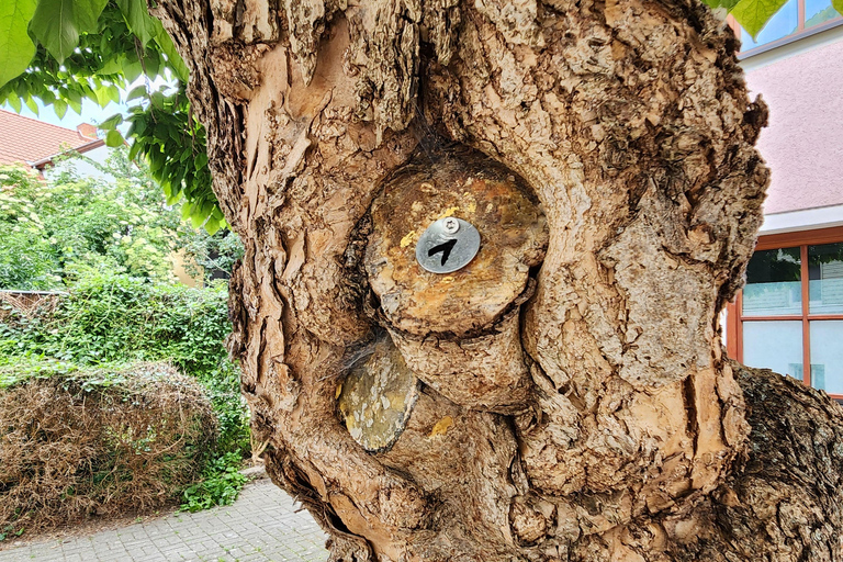 Erfurt: Discover the City's Greenery – A Tree Tour for Explorers Erfurt: Experience the City's Greenery – A Tree Tour for Explorers
