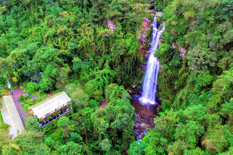 Bogotá: La Chorrera Waterfall Yoga and Forest Bathing