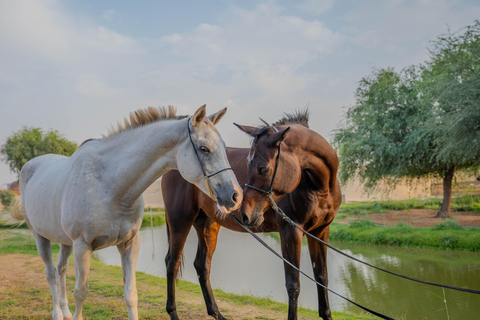 Dubai: Al Marmoom Oasis Horse Riding Experience with Snack 30-Minute Horse Ride with Hotel Pickup and Drop-Off