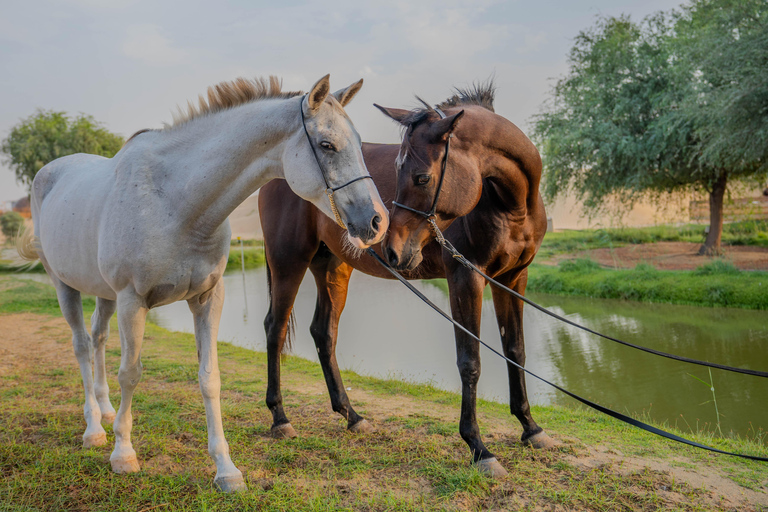 Dubai: Al Marmoom Oasis Horse Riding Experience with Snack 30-Minute Horse Ride with Hotel Pickup and Drop-Off