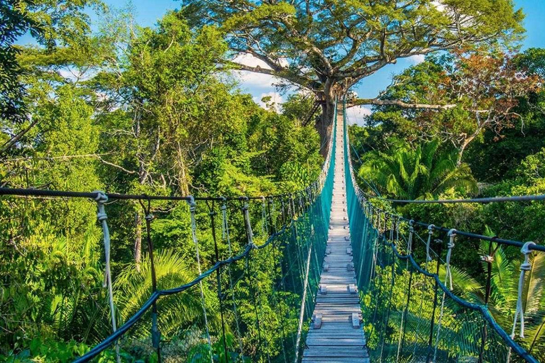 Ayahuasca andlig rening 2D Läkning och lugna din själ