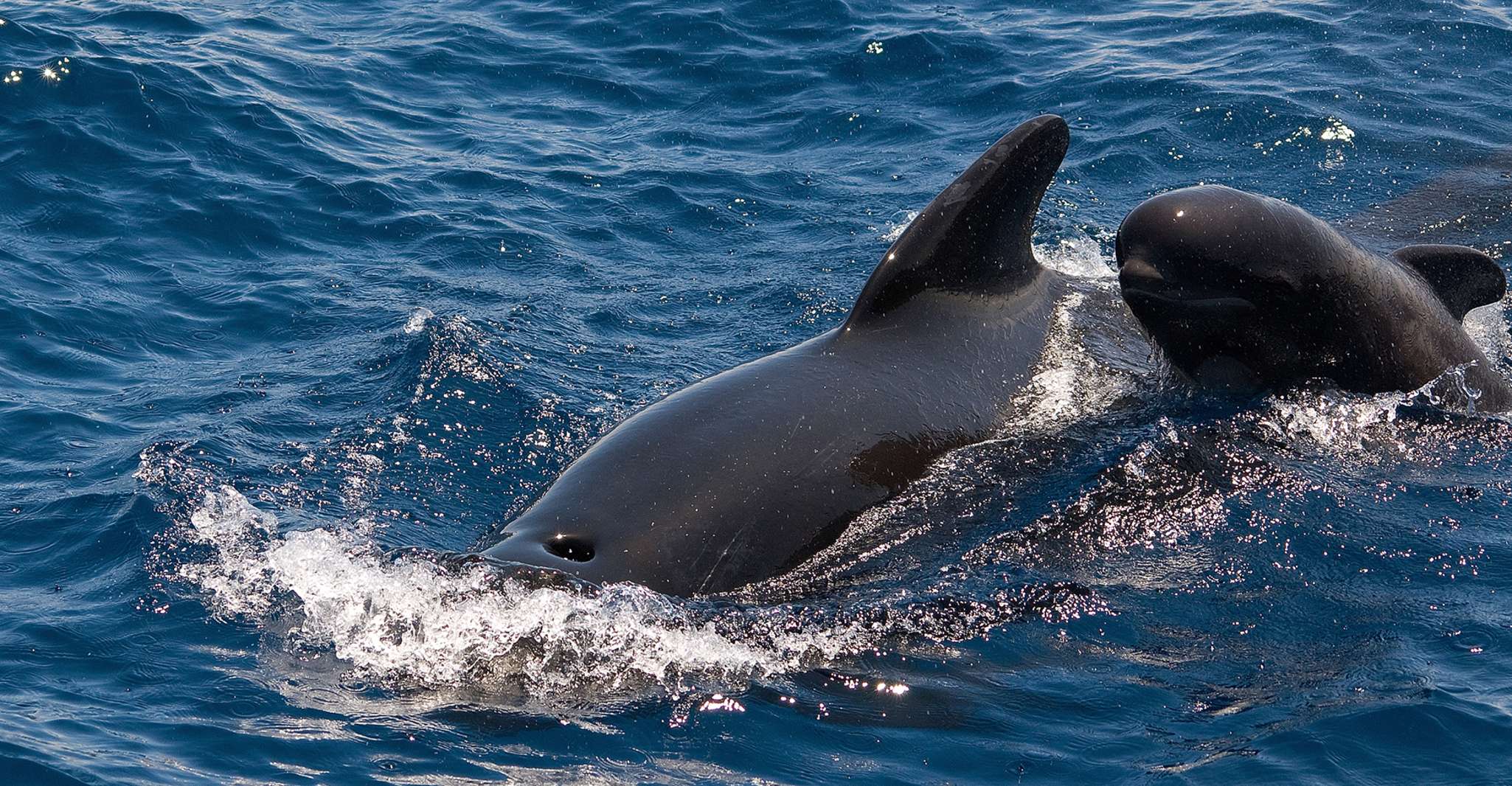 La Gomera, Whale Watching Tour on an Vintage Boat - Housity