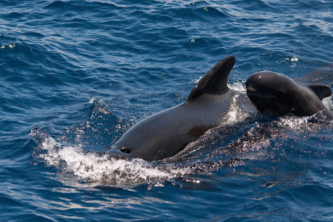 La Gomera: Passeio de barco para observação de baleiasExcursão do Vale Gran Rey