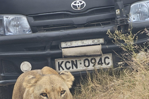 Nairobi Park Safari, Sheldrick's Orphanage & Giraffe Center Shared Drive in Open-Roof Van Game Drive
