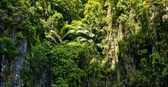 Krabi: Kayak Adventure through Ao Thalane Mangrove Forest