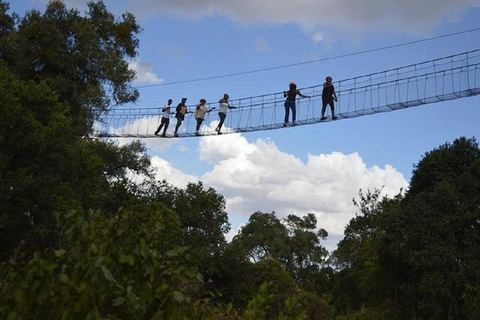 Nairobi: Caminhada pela Floresta Ngare Ndare e Canopy WalkNairobi: Caminhada pela Floresta Ngare Ndare e Passeio pela Copas das Árvores