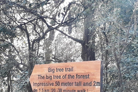 From Addis Ababa: Menagesha Suba Forest Hike with Picnic