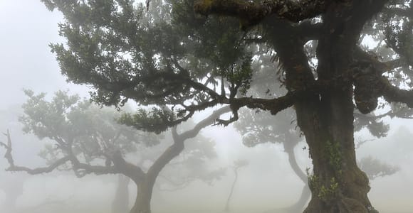 Madeira: Cabo Girão, Fanal & Porto Moniz Guided Day Trip